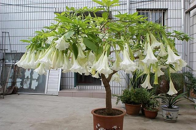 不怕冷好养的花 秋冬季这几种既耐寒又能猛开花