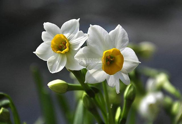 不怕冷好养的花 秋冬季这几种既耐寒又能猛开花