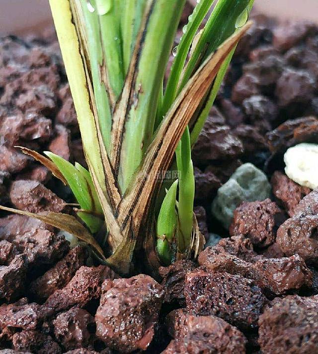 不怕冷好养的花 秋冬季这几种既耐寒又能猛开花