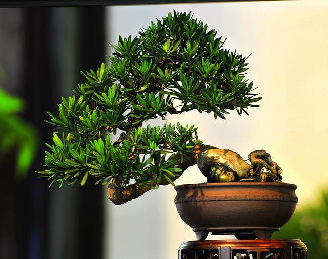 不怕冷好养的花 秋冬季这几种既耐寒又能猛开花