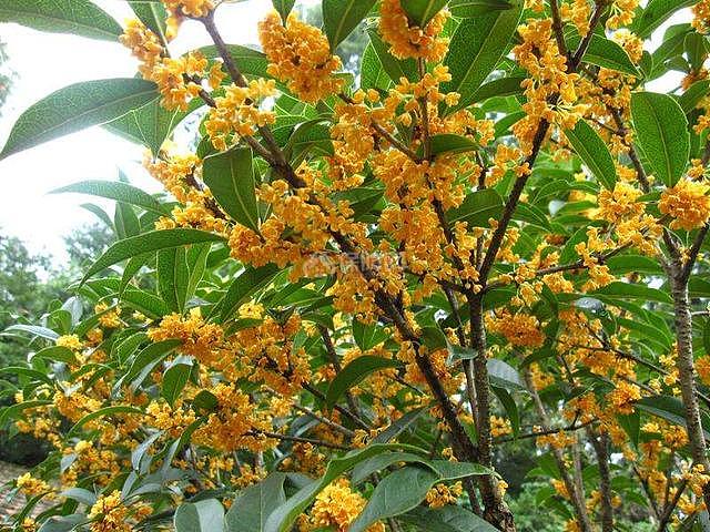 这6种颜值高的花 四季开花&amp;amp;amp;amp;amp;amp;amp;amp;amp;amp;amp;amp;amp;amp;amp;amp;amp;amp;amp;amp;amp;amp;amp;amp;amp;amp;amp;amp;amp;amp;amp;amp;amp;amp;amp;amp;amp;amp;amp;amp;amp;amp;amp;amp;amp;amp;amp;amp;amp;amp;amp;amp;amp;amp;amp;amp;amp;amp;amp;amp;amp;amp;amp;amp;amp;amp;amp;amp;amp;amp;amp;amp;amp;amp;amp;amp;amp;amp;amp;amp;amp;amp;amp;amp;amp;amp;amp;amp;amp;amp;amp;amp;amp;amp;amp;amp;amp;amp;amp;amp;amp;amp;amp;amp;amp;amp;amp;amp;amp;amp;amp;amp;amp;amp;amp;amp;amp;amp;amp;amp;amp;amp;amp;amp;amp;amp;amp;amp;amp;amp;amp;amp;amp;amp;amp;amp;amp;amp;amp;amp;amp;amp;amp;amp;amp;amp;amp;amp;amp;amp;amp;amp;amp;amp;amp;amp;amp;amp;amp;amp;amp;amp;amp;amp;amp;amp;amp;amp;amp;amp;amp;amp;amp;amp;amp;amp;amp;amp;amp;amp;amp;amp;amp;amp;amp;amp;amp;amp;amp;amp;amp;amp;amp;amp;amp;amp;amp;amp;amp;amp;amp;amp;amp;amp;amp;amp;amp;amp;amp;amp;amp;amp;amp;amp;amp;amp;amp;amp;amp;amp;amp;amp;amp;amp;amp;amp;amp;amp;amp;amp;amp;amp;amp;amp;amp;amp;amp;amp;amp;amp;amp;amp;amp;amp;amp;amp;amp;amp;amp;amp;amp;amp;amp;amp;amp;amp;amp;amp;amp;amp;amp;amp;amp;amp;amp;amp;amp;amp;amp;amp;amp;amp;amp;amp;amp;amp;amp;amp;amp;amp;amp;amp;amp;amp;amp;amp;amp;amp;amp;amp;amp;amp;amp;amp;amp;amp;amp;amp;amp;amp;amp;amp;amp;amp;amp;amp;amp;amp;amp;amp;amp;amp;amp;amp;amp;amp;amp;amp;amp;amp;amp;amp;amp;amp;amp;amp;amp;amp;amp;amp;amp;amp;amp;amp;amp;amp;amp;amp;amp;amp;amp;amp;amp;amp;amp;amp;amp;amp;amp;amp;amp;amp;amp;amp;amp;amp;amp;amp;amp;amp;amp;amp;amp;amp;amp;amp;amp;amp;amp;amp;amp;amp;amp;amp;amp;amp;amp;amp;amp;amp;amp;amp;amp;amp;amp;amp;amp;amp;amp;amp;amp;amp;amp;amp;amp;amp;amp;amp;amp;amp;amp;amp;amp;amp;amp;amp;amp;amp;amp;amp;amp;amp;amp;amp;amp;amp;amp;amp;amp;amp;amp;amp;amp;amp;amp;amp;amp;amp;amp;amp;amp;amp;amp;amp;amp;amp;amp;amp;amp;amp;amp;amp;amp;amp;amp;amp;amp;amp;amp;amp;amp;amp;amp;amp;amp;amp;amp;amp;amp;amp;amp;amp;amp;amp;amp;amp;amp;amp;amp;amp;amp;amp;amp;amp;amp;amp;amp;amp;amp;amp;amp;amp;amp;amp;amp;amp;amp;amp;amp;amp;amp;amp;amp;amp;amp;amp;amp;amp;amp;amp;amp;amp;amp;amp;amp;amp;amp;amp;amp;amp;amp;amp;amp;amp;amp;amp;amp;amp;amp;amp;amp;amp;amp;amp;amp;amp;amp;amp;amp;amp;amp;amp;amp;amp;amp;amp;amp;amp;amp;amp;amp;amp;amp;amp;amp;amp;amp;amp;amp;amp;amp;amp;amp;amp;amp;amp;amp;amp;amp;amp;amp;amp;amp;amp;amp;amp;amp;amp;amp;amp;amp;amp;amp;amp;amp;amp;amp;amp;amp;amp;amp;amp;amp;amp;amp;amp;amp;amp;amp;amp;amp;amp;amp;amp;amp;amp;amp;amp;amp;amp;amp;amp;amp;amp;amp;amp;amp;amp;amp;amp;amp;amp;amp;amp;amp;amp;amp;amp;amp;amp;amp;amp;amp;amp;amp;amp;amp;amp;amp;amp;amp;amp;amp;amp;amp;amp;amp;amp;amp;amp;amp;amp;amp;amp;amp;amp;amp;amp;amp;amp;amp;amp;amp;amp;amp;amp;amp;amp;amp;amp;amp;amp;amp;amp;amp;amp;amp;amp;amp;amp;amp;amp;amp;amp;amp;amp;amp;amp;amp;amp;amp;amp;amp;amp;amp;amp;amp;amp;amp;amp;amp;amp;amp;amp;amp;amp;amp;amp;amp;amp;amp;amp;amp;amp;amp;amp;amp;amp;amp;amp;amp;amp;amp;amp;amp;amp;amp;amp;amp;amp;amp;amp;amp;amp;amp;amp;amp;amp;amp;amp;amp;amp;amp;amp;amp;amp;amp;amp;amp;amp;amp;amp;amp;amp;amp;amp;amp;amp;amp;amp;amp;amp;amp;amp;amp;amp;amp;amp;amp;amp;amp;amp;amp;amp;amp;amp;amp;amp;amp;amp;amp;amp;amp;amp;amp;amp;amp;amp;amp;amp;amp;amp;amp;amp;amp;amp;amp;amp;amp;amp;amp;amp;amp;amp;amp;amp;amp;amp;amp;amp;amp;amp;amp;amp;amp;amp;amp;amp;amp;amp;amp;amp;amp;amp;amp;amp;amp;amp;amp;amp;amp;amp;amp;amp;amp;amp;amp;amp;amp;amp;amp;amp;amp;amp;amp;amp;amp;amp;amp;amp;amp;amp;amp;amp;amp;amp;amp;amp;amp;amp;amp;amp;amp;amp;amp;amp;amp;amp;amp;amp;amp;amp;amp;amp;amp;amp;amp;amp;amp;amp;amp;amp;养在家里一开花满屋飘香