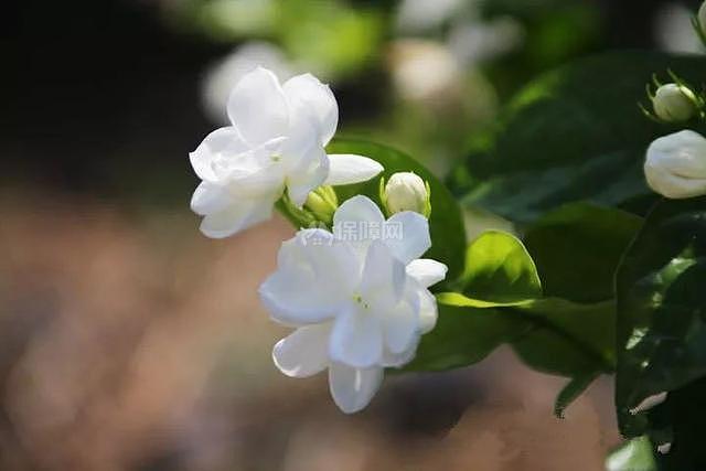 这6种颜值高的花 四季开花&amp;amp;amp;amp;amp;amp;amp;amp;amp;amp;amp;amp;amp;amp;amp;amp;amp;amp;amp;amp;amp;amp;amp;amp;amp;amp;amp;amp;amp;amp;amp;amp;amp;amp;amp;amp;amp;amp;amp;amp;amp;amp;amp;amp;amp;amp;amp;amp;amp;amp;amp;amp;amp;amp;amp;amp;amp;amp;amp;amp;amp;amp;amp;amp;amp;amp;amp;amp;amp;amp;amp;amp;amp;amp;amp;amp;amp;amp;amp;amp;amp;amp;amp;amp;amp;amp;amp;amp;amp;amp;amp;amp;amp;amp;amp;amp;amp;amp;amp;amp;amp;amp;amp;amp;amp;amp;amp;amp;amp;amp;amp;amp;amp;amp;amp;amp;amp;amp;amp;amp;amp;amp;amp;amp;amp;amp;amp;amp;amp;amp;amp;amp;amp;amp;amp;amp;amp;amp;amp;amp;amp;amp;amp;amp;amp;amp;amp;amp;amp;amp;amp;amp;amp;amp;amp;amp;amp;amp;amp;amp;amp;amp;amp;amp;amp;amp;amp;amp;amp;amp;amp;amp;amp;amp;amp;amp;amp;amp;amp;amp;amp;amp;amp;amp;amp;amp;amp;amp;amp;amp;amp;amp;amp;amp;amp;amp;amp;amp;amp;amp;amp;amp;amp;amp;amp;amp;amp;amp;amp;amp;amp;amp;amp;amp;amp;amp;amp;amp;amp;amp;amp;amp;amp;amp;amp;amp;amp;amp;amp;amp;amp;amp;amp;amp;amp;amp;amp;amp;amp;amp;amp;amp;amp;amp;amp;amp;amp;amp;amp;amp;amp;amp;amp;amp;amp;amp;amp;amp;amp;amp;amp;amp;amp;amp;amp;amp;amp;amp;amp;amp;amp;amp;amp;amp;amp;amp;amp;amp;amp;amp;amp;amp;amp;amp;amp;amp;amp;amp;amp;amp;amp;amp;amp;amp;amp;amp;amp;amp;amp;amp;amp;amp;amp;amp;amp;amp;amp;amp;amp;amp;amp;amp;amp;amp;amp;amp;amp;amp;amp;amp;amp;amp;amp;amp;amp;amp;amp;amp;amp;amp;amp;amp;amp;amp;amp;amp;amp;amp;amp;amp;amp;amp;amp;amp;amp;amp;amp;amp;amp;amp;amp;amp;amp;amp;amp;amp;amp;amp;amp;amp;amp;amp;amp;amp;amp;amp;amp;amp;amp;amp;amp;amp;amp;amp;amp;amp;amp;amp;amp;amp;amp;amp;amp;amp;amp;amp;amp;amp;amp;amp;amp;amp;amp;amp;amp;amp;amp;amp;amp;amp;amp;amp;amp;amp;amp;amp;amp;amp;amp;amp;amp;amp;amp;amp;amp;amp;amp;amp;amp;amp;amp;amp;amp;amp;amp;amp;amp;amp;amp;amp;amp;amp;amp;amp;amp;amp;amp;amp;amp;amp;amp;amp;amp;amp;amp;amp;amp;amp;amp;amp;amp;amp;amp;amp;amp;amp;amp;amp;amp;amp;amp;amp;amp;amp;amp;amp;amp;amp;amp;amp;amp;amp;amp;amp;amp;amp;amp;amp;amp;amp;amp;amp;amp;amp;amp;amp;amp;amp;amp;amp;amp;amp;amp;amp;amp;amp;amp;amp;amp;amp;amp;amp;amp;amp;amp;amp;amp;amp;amp;amp;amp;amp;amp;amp;amp;amp;amp;amp;amp;amp;amp;amp;amp;amp;amp;amp;amp;amp;amp;amp;amp;amp;amp;amp;amp;amp;amp;amp;amp;amp;amp;amp;amp;amp;amp;amp;amp;amp;amp;amp;amp;amp;amp;amp;amp;amp;amp;amp;amp;amp;amp;amp;amp;amp;amp;amp;amp;amp;amp;amp;amp;amp;amp;amp;amp;amp;amp;amp;amp;amp;amp;amp;amp;amp;amp;amp;amp;amp;amp;amp;amp;amp;amp;amp;amp;amp;amp;amp;amp;amp;amp;amp;amp;amp;amp;amp;amp;amp;amp;amp;amp;amp;amp;amp;amp;amp;amp;amp;amp;amp;amp;amp;amp;amp;amp;amp;amp;amp;amp;amp;amp;amp;amp;amp;amp;amp;amp;amp;amp;amp;amp;amp;amp;amp;amp;amp;amp;amp;amp;amp;amp;amp;amp;amp;amp;amp;amp;amp;amp;amp;amp;amp;amp;amp;amp;amp;amp;amp;amp;amp;amp;amp;amp;amp;amp;amp;amp;amp;amp;amp;amp;amp;amp;amp;amp;amp;amp;amp;amp;amp;amp;amp;amp;amp;amp;amp;amp;amp;amp;amp;amp;amp;amp;amp;amp;amp;amp;amp;amp;amp;amp;amp;amp;amp;amp;amp;amp;amp;amp;amp;amp;amp;amp;amp;amp;amp;amp;amp;amp;amp;amp;amp;amp;amp;amp;amp;amp;amp;amp;amp;amp;amp;amp;amp;amp;amp;amp;amp;amp;amp;amp;amp;amp;amp;amp;amp;amp;amp;amp;amp;amp;amp;amp;amp;amp;amp;amp;amp;amp;amp;amp;amp;amp;amp;amp;amp;amp;amp;amp;amp;amp;amp;amp;amp;amp;amp;amp;amp;amp;amp;amp;amp;amp;amp;amp;amp;amp;amp;amp;amp;amp;amp;amp;amp;amp;amp;amp;amp;amp;amp;amp;amp;amp;amp;amp;amp;amp;amp;amp;amp;amp;amp;amp;amp;amp;amp;amp;amp;amp;amp;amp;amp;amp;amp;amp;amp;amp;amp;amp;amp;amp;amp;amp;amp;amp;amp;amp;amp;amp;amp;amp;amp;amp;amp;amp;amp;amp;amp;amp;amp;amp;amp;amp;amp;amp;amp;amp;amp;amp;amp;amp;amp;养在家里一开花满屋飘香
