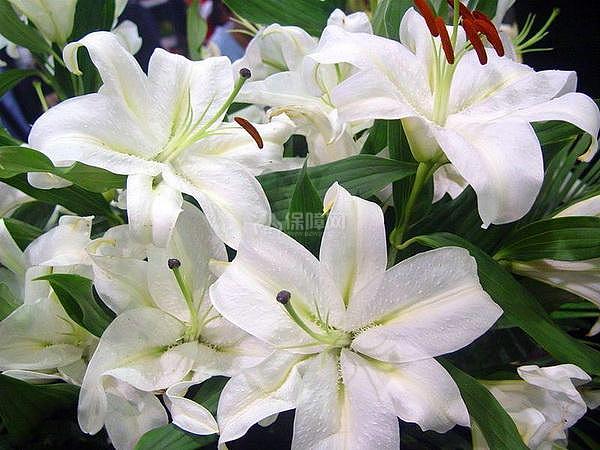 这6种颜值高的花 四季开花&amp;amp;amp;amp;amp;amp;amp;amp;amp;amp;amp;amp;amp;amp;amp;amp;amp;amp;amp;amp;amp;amp;amp;amp;amp;amp;amp;amp;amp;amp;amp;amp;amp;amp;amp;amp;amp;amp;amp;amp;amp;amp;amp;amp;amp;amp;amp;amp;amp;amp;amp;amp;amp;amp;amp;amp;amp;amp;amp;amp;amp;amp;amp;amp;amp;amp;amp;amp;amp;amp;amp;amp;amp;amp;amp;amp;amp;amp;amp;amp;amp;amp;amp;amp;amp;amp;amp;amp;amp;amp;amp;amp;amp;amp;amp;amp;amp;amp;amp;amp;amp;amp;amp;amp;amp;amp;amp;amp;amp;amp;amp;amp;amp;amp;amp;amp;amp;amp;amp;amp;amp;amp;amp;amp;amp;amp;amp;amp;amp;amp;amp;amp;amp;amp;amp;amp;amp;amp;amp;amp;amp;amp;amp;amp;amp;amp;amp;amp;amp;amp;amp;amp;amp;amp;amp;amp;amp;amp;amp;amp;amp;amp;amp;amp;amp;amp;amp;amp;amp;amp;amp;amp;amp;amp;amp;amp;amp;amp;amp;amp;amp;amp;amp;amp;amp;amp;amp;amp;amp;amp;amp;amp;amp;amp;amp;amp;amp;amp;amp;amp;amp;amp;amp;amp;amp;amp;amp;amp;amp;amp;amp;amp;amp;amp;amp;amp;amp;amp;amp;amp;amp;amp;amp;amp;amp;amp;amp;amp;amp;amp;amp;amp;amp;amp;amp;amp;amp;amp;amp;amp;amp;amp;amp;amp;amp;amp;amp;amp;amp;amp;amp;amp;amp;amp;amp;amp;amp;amp;amp;amp;amp;amp;amp;amp;amp;amp;amp;amp;amp;amp;amp;amp;amp;amp;amp;amp;amp;amp;amp;amp;amp;amp;amp;amp;amp;amp;amp;amp;amp;amp;amp;amp;amp;amp;amp;amp;amp;amp;amp;amp;amp;amp;amp;amp;amp;amp;amp;amp;amp;amp;amp;amp;amp;amp;amp;amp;amp;amp;amp;amp;amp;amp;amp;amp;amp;amp;amp;amp;amp;amp;amp;amp;amp;amp;amp;amp;amp;amp;amp;amp;amp;amp;amp;amp;amp;amp;amp;amp;amp;amp;amp;amp;amp;amp;amp;amp;amp;amp;amp;amp;amp;amp;amp;amp;amp;amp;amp;amp;amp;amp;amp;amp;amp;amp;amp;amp;amp;amp;amp;amp;amp;amp;amp;amp;amp;amp;amp;amp;amp;amp;amp;amp;amp;amp;amp;amp;amp;amp;amp;amp;amp;amp;amp;amp;amp;amp;amp;amp;amp;amp;amp;amp;amp;amp;amp;amp;amp;amp;amp;amp;amp;amp;amp;amp;amp;amp;amp;amp;amp;amp;amp;amp;amp;amp;amp;amp;amp;amp;amp;amp;amp;amp;amp;amp;amp;amp;amp;amp;amp;amp;amp;amp;amp;amp;amp;amp;amp;amp;amp;amp;amp;amp;amp;amp;amp;amp;amp;amp;amp;amp;amp;amp;amp;amp;amp;amp;amp;amp;amp;amp;amp;amp;amp;amp;amp;amp;amp;amp;amp;amp;amp;amp;amp;amp;amp;amp;amp;amp;amp;amp;amp;amp;amp;amp;amp;amp;amp;amp;amp;amp;amp;amp;amp;amp;amp;amp;amp;amp;amp;amp;amp;amp;amp;amp;amp;amp;amp;amp;amp;amp;amp;amp;amp;amp;amp;amp;amp;amp;amp;amp;amp;amp;amp;amp;amp;amp;amp;amp;amp;amp;amp;amp;amp;amp;amp;amp;amp;amp;amp;amp;amp;amp;amp;amp;amp;amp;amp;amp;amp;amp;amp;amp;amp;amp;amp;amp;amp;amp;amp;amp;amp;amp;amp;amp;amp;amp;amp;amp;amp;amp;amp;amp;amp;amp;amp;amp;amp;amp;amp;amp;amp;amp;amp;amp;amp;amp;amp;amp;amp;amp;amp;amp;amp;amp;amp;amp;amp;amp;amp;amp;amp;amp;amp;amp;amp;amp;amp;amp;amp;amp;amp;amp;amp;amp;amp;amp;amp;amp;amp;amp;amp;amp;amp;amp;amp;amp;amp;amp;amp;amp;amp;amp;amp;amp;amp;amp;amp;amp;amp;amp;amp;amp;amp;amp;amp;amp;amp;amp;amp;amp;amp;amp;amp;amp;amp;amp;amp;amp;amp;amp;amp;amp;amp;amp;amp;amp;amp;amp;amp;amp;amp;amp;amp;amp;amp;amp;amp;amp;amp;amp;amp;amp;amp;amp;amp;amp;amp;amp;amp;amp;amp;amp;amp;amp;amp;amp;amp;amp;amp;amp;amp;amp;amp;amp;amp;amp;amp;amp;amp;amp;amp;amp;amp;amp;amp;amp;amp;amp;amp;amp;amp;amp;amp;amp;amp;amp;amp;amp;amp;amp;amp;amp;amp;amp;amp;amp;amp;amp;amp;amp;amp;amp;amp;amp;amp;amp;amp;amp;amp;amp;amp;amp;amp;amp;amp;amp;amp;amp;amp;amp;amp;amp;amp;amp;amp;amp;amp;amp;amp;amp;amp;amp;amp;amp;amp;amp;amp;amp;amp;amp;amp;amp;amp;amp;amp;amp;amp;amp;amp;amp;amp;amp;amp;amp;amp;amp;amp;amp;amp;amp;amp;amp;amp;amp;amp;amp;amp;amp;amp;amp;amp;amp;amp;amp;amp;amp;amp;amp;amp;amp;amp;amp;amp;amp;amp;amp;amp;amp;amp;amp;amp;amp;amp;amp;amp;amp;amp;amp;amp;amp;amp;amp;amp;amp;amp;amp;amp;amp;amp;amp;amp;amp;养在家里一开花满屋飘香