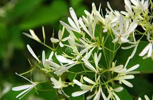 这6种颜值高的花 四季开花&amp;amp;amp;amp;amp;amp;amp;amp;amp;amp;amp;amp;amp;amp;amp;amp;amp;amp;amp;amp;amp;amp;amp;amp;amp;amp;amp;amp;amp;amp;amp;amp;amp;amp;amp;amp;amp;amp;amp;amp;amp;amp;amp;amp;amp;amp;amp;amp;amp;amp;amp;amp;amp;amp;amp;amp;amp;amp;amp;amp;amp;amp;amp;amp;amp;amp;amp;amp;amp;amp;amp;amp;amp;amp;amp;amp;amp;amp;amp;amp;amp;amp;amp;amp;amp;amp;amp;amp;amp;amp;amp;amp;amp;amp;amp;amp;amp;amp;amp;amp;amp;amp;amp;amp;amp;amp;amp;amp;amp;amp;amp;amp;amp;amp;amp;amp;amp;amp;amp;amp;amp;amp;amp;amp;amp;amp;amp;amp;amp;amp;amp;amp;amp;amp;amp;amp;amp;amp;amp;amp;amp;amp;amp;amp;amp;amp;amp;amp;amp;amp;amp;amp;amp;amp;amp;amp;amp;amp;amp;amp;amp;amp;amp;amp;amp;amp;amp;amp;amp;amp;amp;amp;amp;amp;amp;amp;amp;amp;amp;amp;amp;amp;amp;amp;amp;amp;amp;amp;amp;amp;amp;amp;amp;amp;amp;amp;amp;amp;amp;amp;amp;amp;amp;amp;amp;amp;amp;amp;amp;amp;amp;amp;amp;amp;amp;amp;amp;amp;amp;amp;amp;amp;amp;amp;amp;amp;amp;amp;amp;amp;amp;amp;amp;amp;amp;amp;amp;amp;amp;amp;amp;amp;amp;amp;amp;amp;amp;amp;amp;amp;amp;amp;amp;amp;amp;amp;amp;amp;amp;amp;amp;amp;amp;amp;amp;amp;amp;amp;amp;amp;amp;amp;amp;amp;amp;amp;amp;amp;amp;amp;amp;amp;amp;amp;amp;amp;amp;amp;amp;amp;amp;amp;amp;amp;amp;amp;amp;amp;amp;amp;amp;amp;amp;amp;amp;amp;amp;amp;amp;amp;amp;amp;amp;amp;amp;amp;amp;amp;amp;amp;amp;amp;amp;amp;amp;amp;amp;amp;amp;amp;amp;amp;amp;amp;amp;amp;amp;amp;amp;amp;amp;amp;amp;amp;amp;amp;amp;amp;amp;amp;amp;amp;amp;amp;amp;amp;amp;amp;amp;amp;amp;amp;amp;amp;amp;amp;amp;amp;amp;amp;amp;amp;amp;amp;amp;amp;amp;amp;amp;amp;amp;amp;amp;amp;amp;amp;amp;amp;amp;amp;amp;amp;amp;amp;amp;amp;amp;amp;amp;amp;amp;amp;amp;amp;amp;amp;amp;amp;amp;amp;amp;amp;amp;amp;amp;amp;amp;amp;amp;amp;amp;amp;amp;amp;amp;amp;amp;amp;amp;amp;amp;amp;amp;amp;amp;amp;amp;amp;amp;amp;amp;amp;amp;amp;amp;amp;amp;amp;amp;amp;amp;amp;amp;amp;amp;amp;amp;amp;amp;amp;amp;amp;amp;amp;amp;amp;amp;amp;amp;amp;amp;amp;amp;amp;amp;amp;amp;amp;amp;amp;amp;amp;amp;amp;amp;amp;amp;amp;amp;amp;amp;amp;amp;amp;amp;amp;amp;amp;amp;amp;amp;amp;amp;amp;amp;amp;amp;amp;amp;amp;amp;amp;amp;amp;amp;amp;amp;amp;amp;amp;amp;amp;amp;amp;amp;amp;amp;amp;amp;amp;amp;amp;amp;amp;amp;amp;amp;amp;amp;amp;amp;amp;amp;amp;amp;amp;amp;amp;amp;amp;amp;amp;amp;amp;amp;amp;amp;amp;amp;amp;amp;amp;amp;amp;amp;amp;amp;amp;amp;amp;amp;amp;amp;amp;amp;amp;amp;amp;amp;amp;amp;amp;amp;amp;amp;amp;amp;amp;amp;amp;amp;amp;amp;amp;amp;amp;amp;amp;amp;amp;amp;amp;amp;amp;amp;amp;amp;amp;amp;amp;amp;amp;amp;amp;amp;amp;amp;amp;amp;amp;amp;amp;amp;amp;amp;amp;amp;amp;amp;amp;amp;amp;amp;amp;amp;amp;amp;amp;amp;amp;amp;amp;amp;amp;amp;amp;amp;amp;amp;amp;amp;amp;amp;amp;amp;amp;amp;amp;amp;amp;amp;amp;amp;amp;amp;amp;amp;amp;amp;amp;amp;amp;amp;amp;amp;amp;amp;amp;amp;amp;amp;amp;amp;amp;amp;amp;amp;amp;amp;amp;amp;amp;amp;amp;amp;amp;amp;amp;amp;amp;amp;amp;amp;amp;amp;amp;amp;amp;amp;amp;amp;amp;amp;amp;amp;amp;amp;amp;amp;amp;amp;amp;amp;amp;amp;amp;amp;amp;amp;amp;amp;amp;amp;amp;amp;amp;amp;amp;amp;amp;amp;amp;amp;amp;amp;amp;amp;amp;amp;amp;amp;amp;amp;amp;amp;amp;amp;amp;amp;amp;amp;amp;amp;amp;amp;amp;amp;amp;amp;amp;amp;amp;amp;amp;amp;amp;amp;amp;amp;amp;amp;amp;amp;amp;amp;amp;amp;amp;amp;amp;amp;amp;amp;amp;amp;amp;amp;amp;amp;amp;amp;amp;amp;amp;amp;amp;amp;amp;amp;amp;amp;amp;amp;amp;amp;amp;amp;amp;amp;amp;amp;amp;amp;amp;amp;amp;amp;amp;amp;amp;amp;amp;amp;amp;amp;amp;amp;amp;amp;amp;amp;amp;amp;amp;amp;amp;amp;amp;amp;amp;amp;amp;amp;amp;amp;amp;amp;amp;amp;amp;amp;amp;amp;amp;amp;amp;amp;amp;amp;amp;amp;amp;养在家里一开花满屋飘香