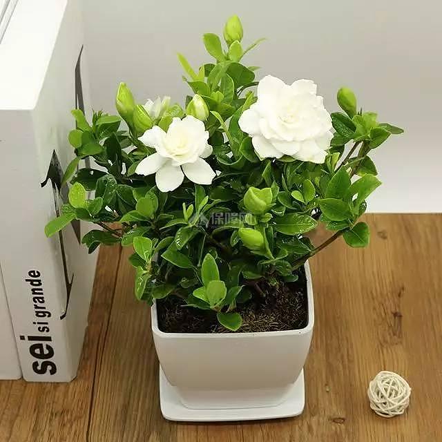 这6种颜值高的花 四季开花&amp;amp;amp;amp;amp;amp;amp;amp;amp;amp;amp;amp;amp;amp;amp;amp;amp;amp;amp;amp;amp;amp;amp;amp;amp;amp;amp;amp;amp;amp;amp;amp;amp;amp;amp;amp;amp;amp;amp;amp;amp;amp;amp;amp;amp;amp;amp;amp;amp;amp;amp;amp;amp;amp;amp;amp;amp;amp;amp;amp;amp;amp;amp;amp;amp;amp;amp;amp;amp;amp;amp;amp;amp;amp;amp;amp;amp;amp;amp;amp;amp;amp;amp;amp;amp;amp;amp;amp;amp;amp;amp;amp;amp;amp;amp;amp;amp;amp;amp;amp;amp;amp;amp;amp;amp;amp;amp;amp;amp;amp;amp;amp;amp;amp;amp;amp;amp;amp;amp;amp;amp;amp;amp;amp;amp;amp;amp;amp;amp;amp;amp;amp;amp;amp;amp;amp;amp;amp;amp;amp;amp;amp;amp;amp;amp;amp;amp;amp;amp;amp;amp;amp;amp;amp;amp;amp;amp;amp;amp;amp;amp;amp;amp;amp;amp;amp;amp;amp;amp;amp;amp;amp;amp;amp;amp;amp;amp;amp;amp;amp;amp;amp;amp;amp;amp;amp;amp;amp;amp;amp;amp;amp;amp;amp;amp;amp;amp;amp;amp;amp;amp;amp;amp;amp;amp;amp;amp;amp;amp;amp;amp;amp;amp;amp;amp;amp;amp;amp;amp;amp;amp;amp;amp;amp;amp;amp;amp;amp;amp;amp;amp;amp;amp;amp;amp;amp;amp;amp;amp;amp;amp;amp;amp;amp;amp;amp;amp;amp;amp;amp;amp;amp;amp;amp;amp;amp;amp;amp;amp;amp;amp;amp;amp;amp;amp;amp;amp;amp;amp;amp;amp;amp;amp;amp;amp;amp;amp;amp;amp;amp;amp;amp;amp;amp;amp;amp;amp;amp;amp;amp;amp;amp;amp;amp;amp;amp;amp;amp;amp;amp;amp;amp;amp;amp;amp;amp;amp;amp;amp;amp;amp;amp;amp;amp;amp;amp;amp;amp;amp;amp;amp;amp;amp;amp;amp;amp;amp;amp;amp;amp;amp;amp;amp;amp;amp;amp;amp;amp;amp;amp;amp;amp;amp;amp;amp;amp;amp;amp;amp;amp;amp;amp;amp;amp;amp;amp;amp;amp;amp;amp;amp;amp;amp;amp;amp;amp;amp;amp;amp;amp;amp;amp;amp;amp;amp;amp;amp;amp;amp;amp;amp;amp;amp;amp;amp;amp;amp;amp;amp;amp;amp;amp;amp;amp;amp;amp;amp;amp;amp;amp;amp;amp;amp;amp;amp;amp;amp;amp;amp;amp;amp;amp;amp;amp;amp;amp;amp;amp;amp;amp;amp;amp;amp;amp;amp;amp;amp;amp;amp;amp;amp;amp;amp;amp;amp;amp;amp;amp;amp;amp;amp;amp;amp;amp;amp;amp;amp;amp;amp;amp;amp;amp;amp;amp;amp;amp;amp;amp;amp;amp;amp;amp;amp;amp;amp;amp;amp;amp;amp;amp;amp;amp;amp;amp;amp;amp;amp;amp;amp;amp;amp;amp;amp;amp;amp;amp;amp;amp;amp;amp;amp;amp;amp;amp;amp;amp;amp;amp;amp;amp;amp;amp;amp;amp;amp;amp;amp;amp;amp;amp;amp;amp;amp;amp;amp;amp;amp;amp;amp;amp;amp;amp;amp;amp;amp;amp;amp;amp;amp;amp;amp;amp;amp;amp;amp;amp;amp;amp;amp;amp;amp;amp;amp;amp;amp;amp;amp;amp;amp;amp;amp;amp;amp;amp;amp;amp;amp;amp;amp;amp;amp;amp;amp;amp;amp;amp;amp;amp;amp;amp;amp;amp;amp;amp;amp;amp;amp;amp;amp;amp;amp;amp;amp;amp;amp;amp;amp;amp;amp;amp;amp;amp;amp;amp;amp;amp;amp;amp;amp;amp;amp;amp;amp;amp;amp;amp;amp;amp;amp;amp;amp;amp;amp;amp;amp;amp;amp;amp;amp;amp;amp;amp;amp;amp;amp;amp;amp;amp;amp;amp;amp;amp;amp;amp;amp;amp;amp;amp;amp;amp;amp;amp;amp;amp;amp;amp;amp;amp;amp;amp;amp;amp;amp;amp;amp;amp;amp;amp;amp;amp;amp;amp;amp;amp;amp;amp;amp;amp;amp;amp;amp;amp;amp;amp;amp;amp;amp;amp;amp;amp;amp;amp;amp;amp;amp;amp;amp;amp;amp;amp;amp;amp;amp;amp;amp;amp;amp;amp;amp;amp;amp;amp;amp;amp;amp;amp;amp;amp;amp;amp;amp;amp;amp;amp;amp;amp;amp;amp;amp;amp;amp;amp;amp;amp;amp;amp;amp;amp;amp;amp;amp;amp;amp;amp;amp;amp;amp;amp;amp;amp;amp;amp;amp;amp;amp;amp;amp;amp;amp;amp;amp;amp;amp;amp;amp;amp;amp;amp;amp;amp;amp;amp;amp;amp;amp;amp;amp;amp;amp;amp;amp;amp;amp;amp;amp;amp;amp;amp;amp;amp;amp;amp;amp;amp;amp;amp;amp;amp;amp;amp;amp;amp;amp;amp;amp;amp;amp;amp;amp;amp;amp;amp;amp;amp;amp;amp;amp;amp;amp;amp;amp;amp;amp;amp;amp;amp;amp;amp;amp;amp;amp;amp;amp;amp;amp;amp;amp;amp;amp;amp;amp;amp;amp;amp;amp;amp;amp;amp;amp;amp;amp;amp;amp;amp;amp;amp;amp;amp;amp;amp;amp;amp;amp;amp;amp;amp;amp;amp;amp;amp;amp;amp;amp;amp;amp;amp;amp;amp;amp;amp;amp;amp;养在家里一开花满屋飘香