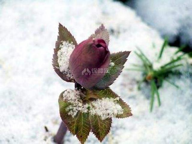 冬季开花的室内花卉