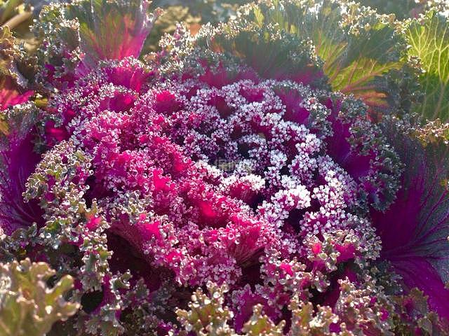 冬季开花的室内花卉