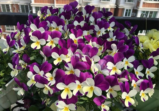 冬季开花的室内花卉