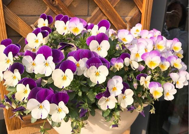 冬季开花的室内花卉