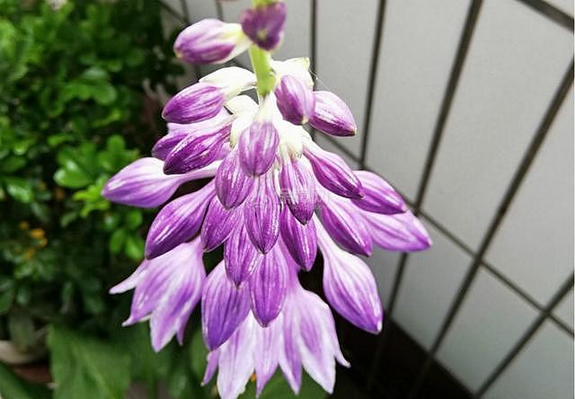 冬季开花的室内花卉