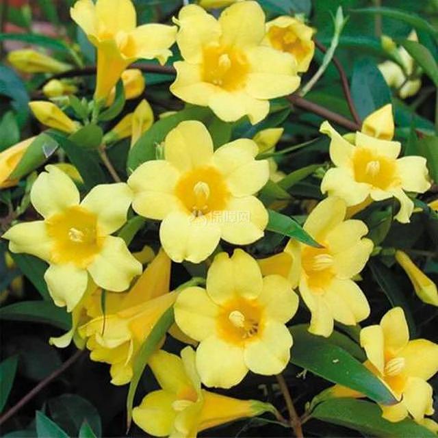 冬季开花的室内花卉