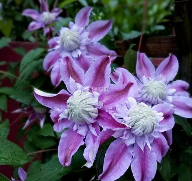 冬季开花的室内花卉