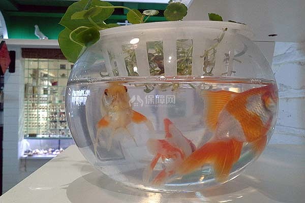 客厅鱼缸摆放装修禁忌