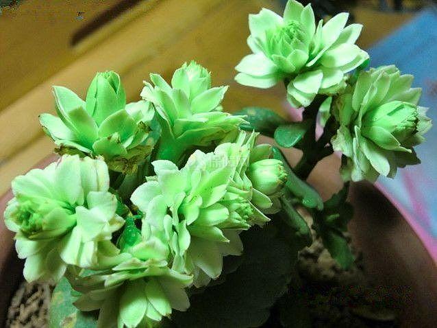 长寿花