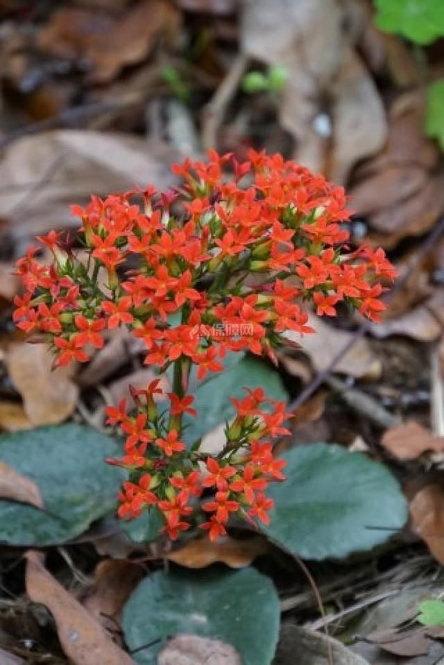 长寿花