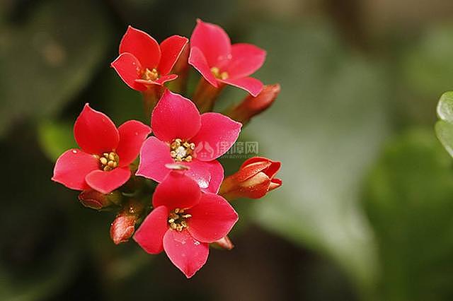 长寿花