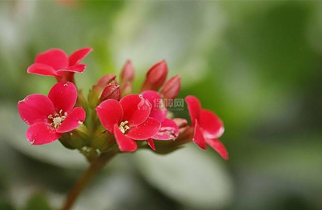 长寿花