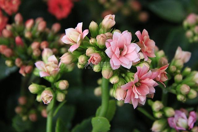 长寿花