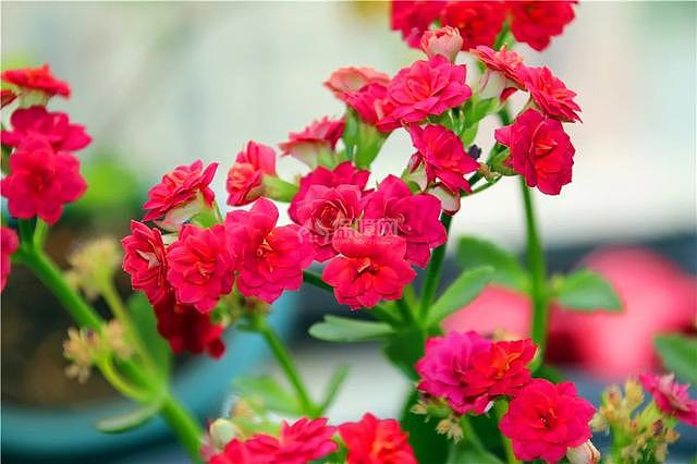 长寿花