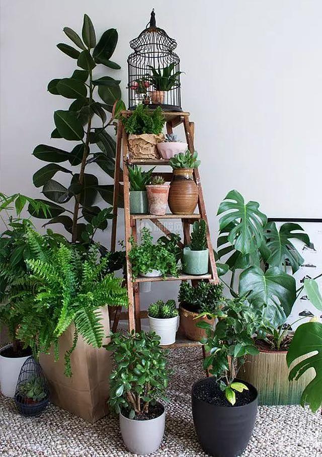 营造感家居 绿植摆放是需要技巧的