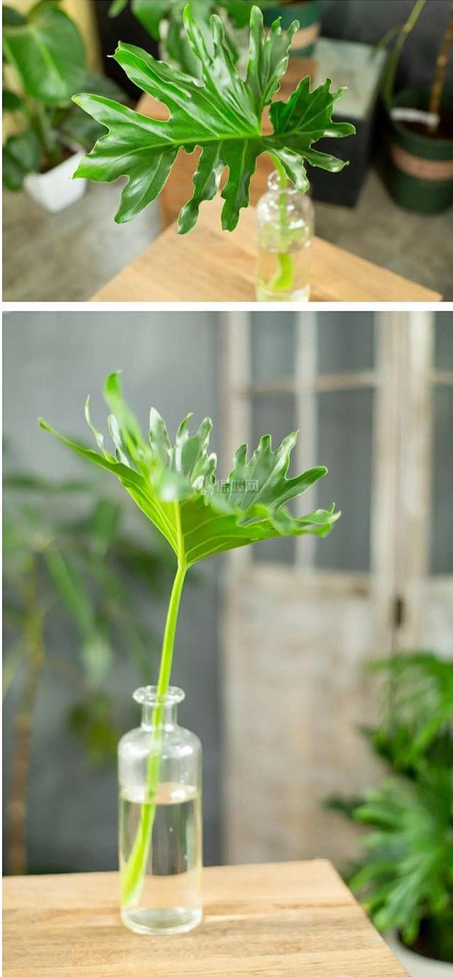能随风格diy的室内小盆栽