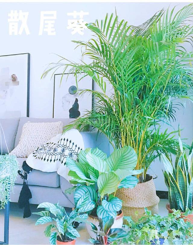 能随风格diy的室内小盆栽