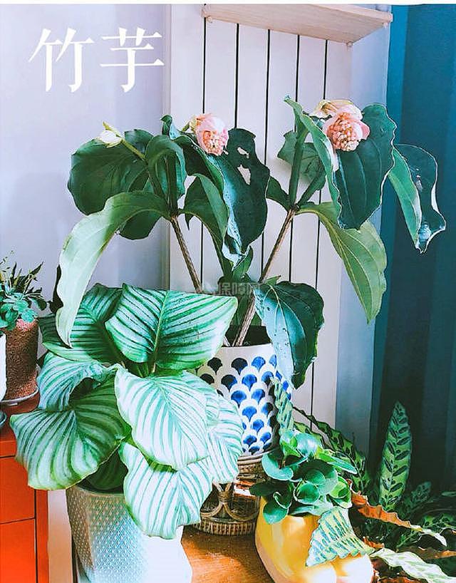 能随风格diy的室内小盆栽