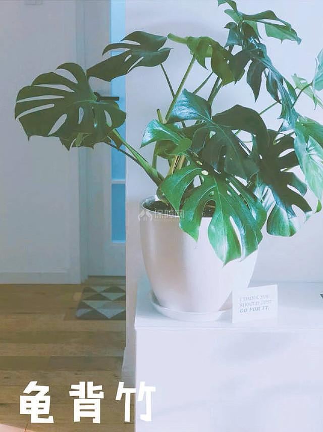 能随风格diy的室内小盆栽