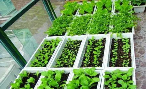 阳台这样种菜 一年四季都有菜吃 吃不完还能送人