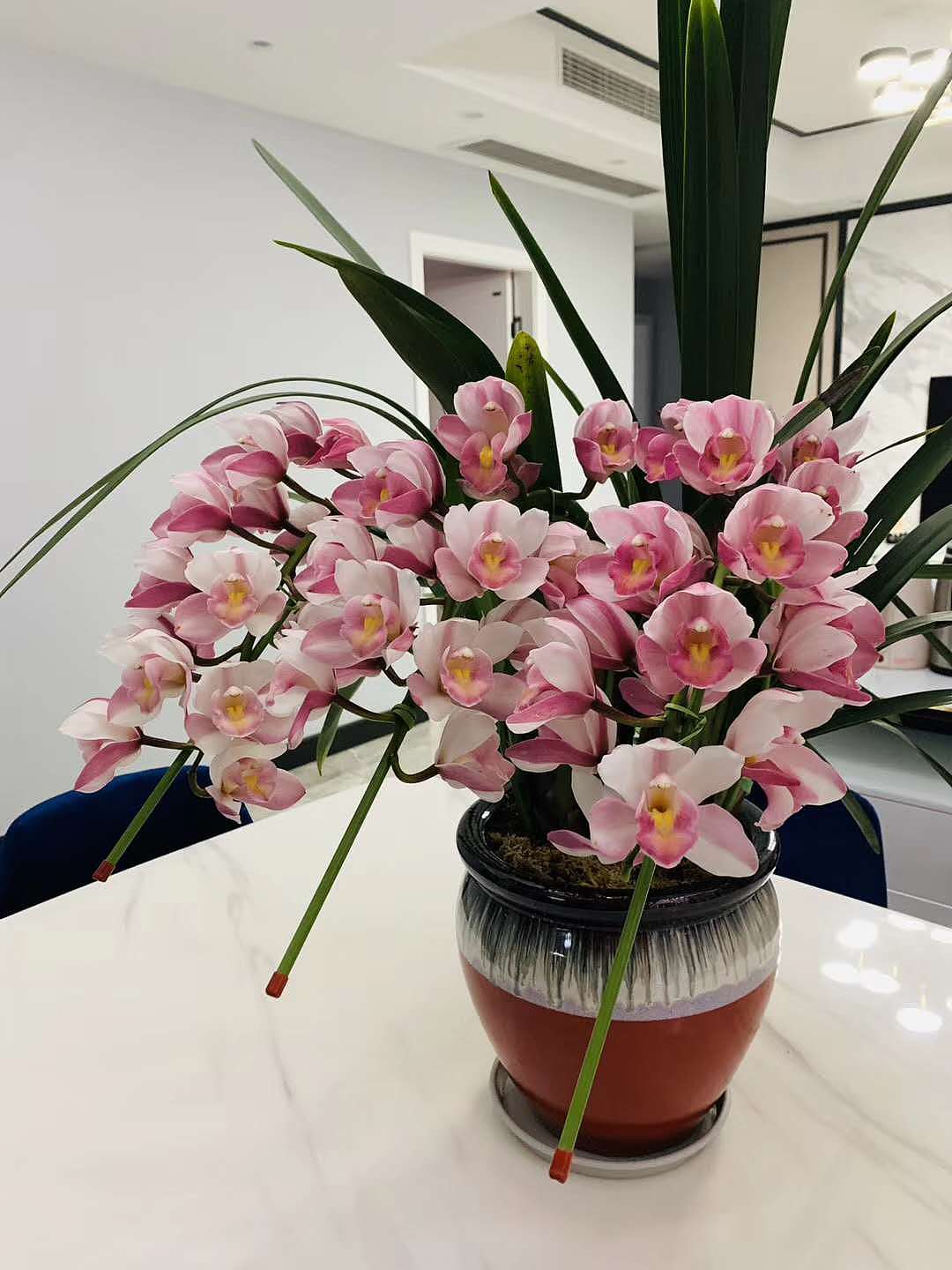 盆栽