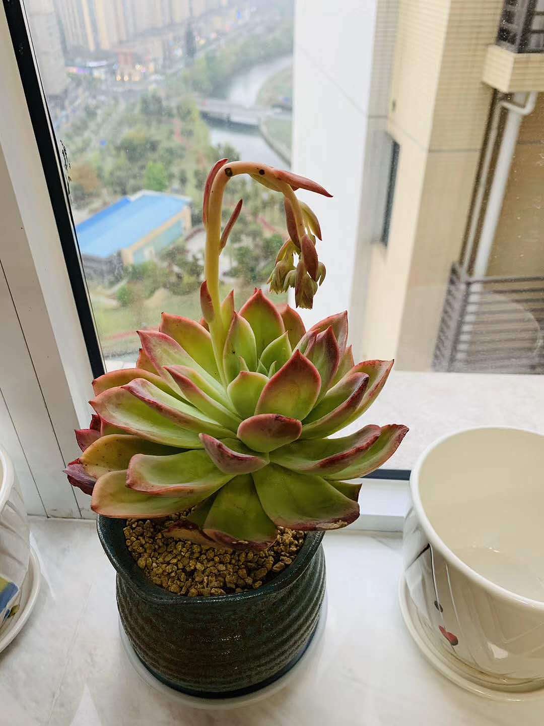 多肉