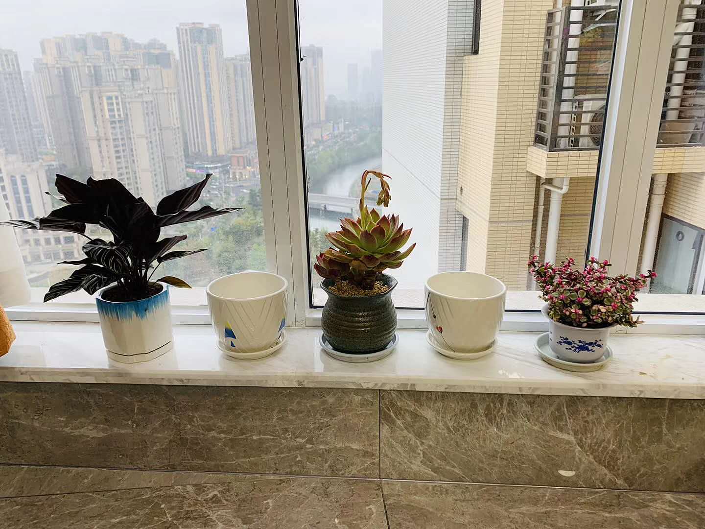 多肉