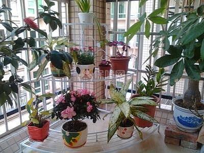 阳台养花
