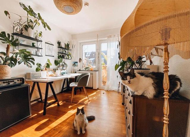 75平方的房子一房一厅 与猫为伴生活简单幸福!
