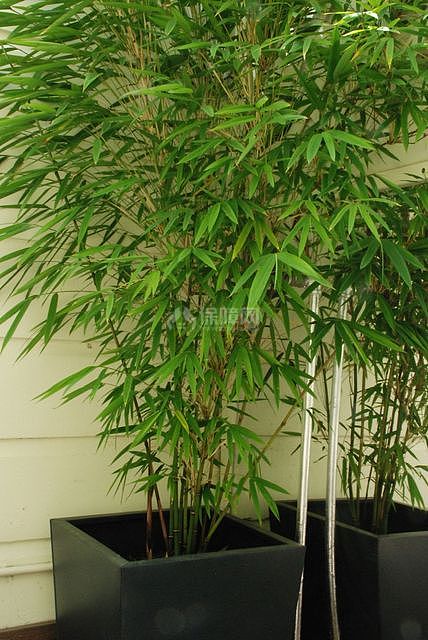 融合之道 中國通老外的中西混搭美家 二居室裝修,6