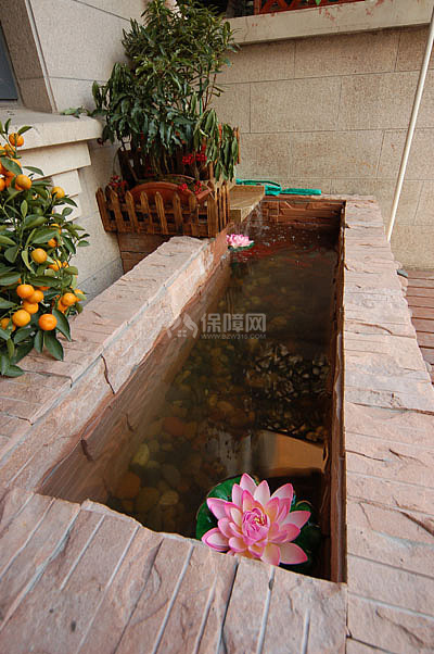 養(yǎng)著花草、水果、小魚(yú)的陽(yáng)臺(tái)水景。