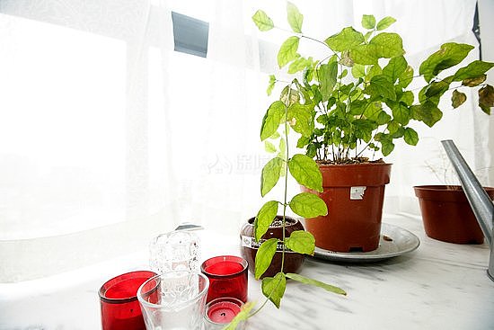 客廳飄窗，在夏天里相愛(ài)的綠植和紅色杯子。