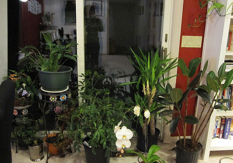 我的花花草草，擺在這里給客廳增添了不少生機(jī)。