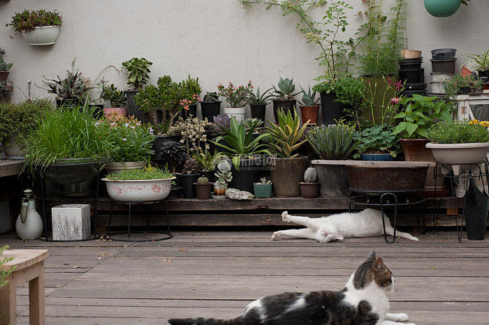 花园自然更是猫咪们的天上人间啦。