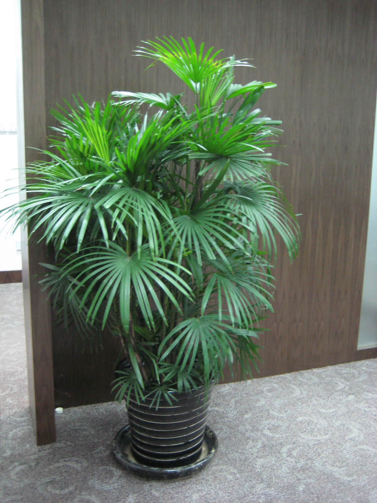 棕竹种类图片