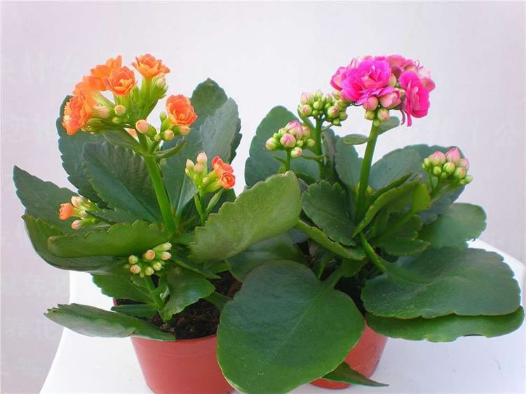 长寿花