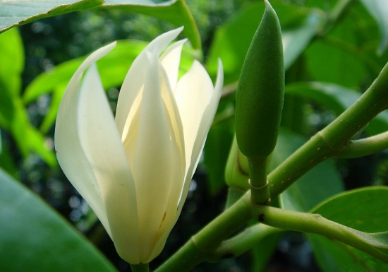 【白兰花】白兰花对家居环境的影响_白兰花的风水学应用_白兰花与家居