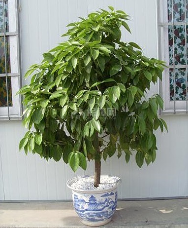 1.平安树