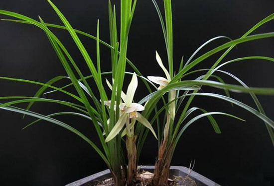 兰草 兰草胶囊