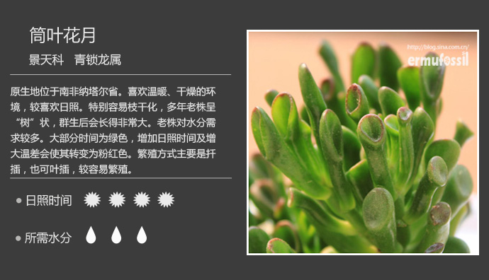 常见多肉植物图鉴(200种常见多肉植物)