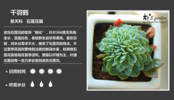 150種常見多肉植物圖鑑 全面的多肉植物圖片及名稱