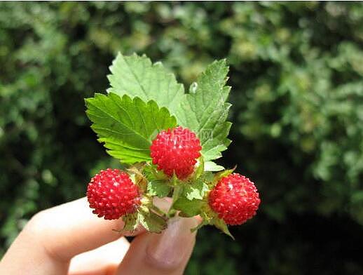 图 野草莓能吃吗 野草莓种类有哪些 装修保障网