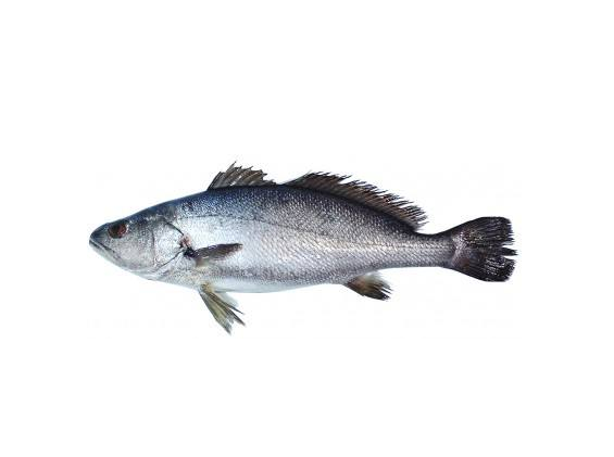 【图】鮸鱼的做法 鮸鱼营养价值大米鱼,一作鮸鱼(音 miǎn),形似鲈鱼