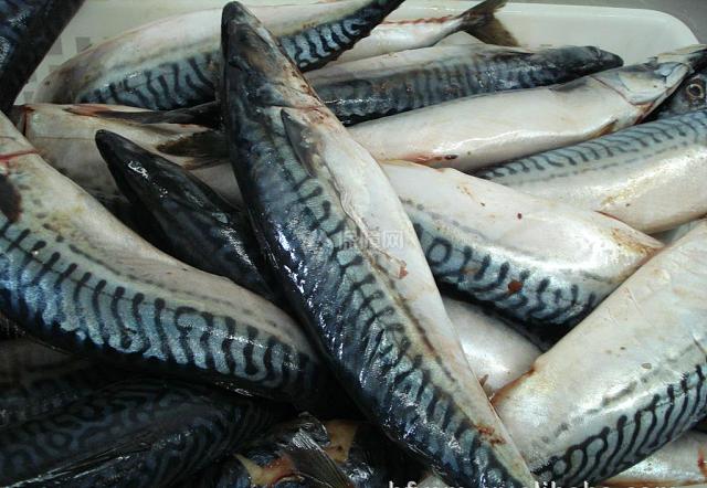 青花鱼是什么鱼青花鱼的营养价值 装修保障网