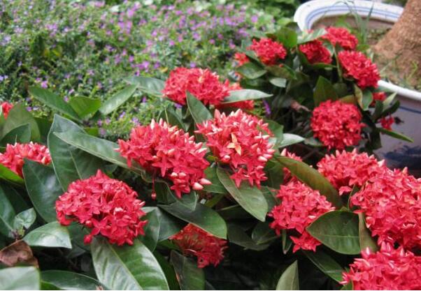 摘要:仙丹花生长在气候温暖湿润的南方土地,植株生长方向是笔直向上的